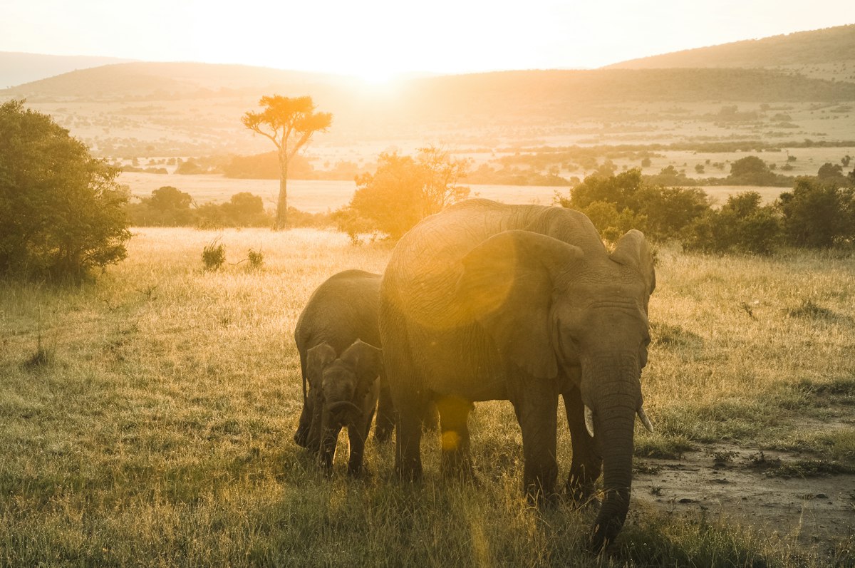 Safaris