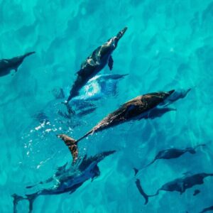 Banc de dauphin dans eau turquoise