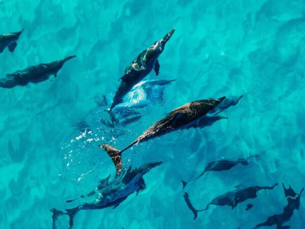 Banc de dauphin dans eau turquoise